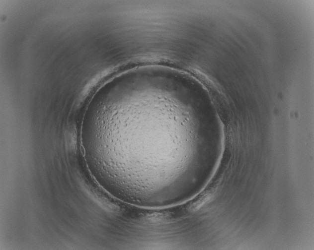 X0000074330064200609011613