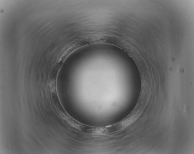 X0000074330096200609011614