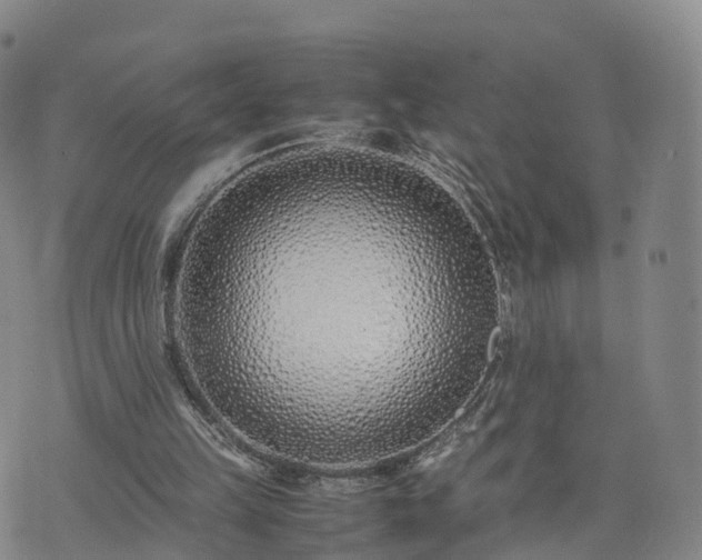 X0000074330149200609011611