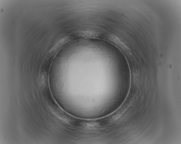 X0000074330165200609011612