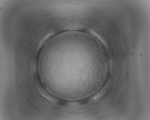 X0000074330203200609011611