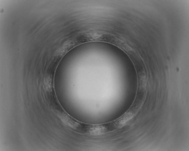 X0000074330274200609011610