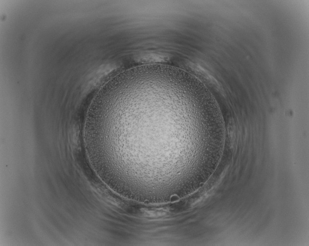 X0000074330359200609011608