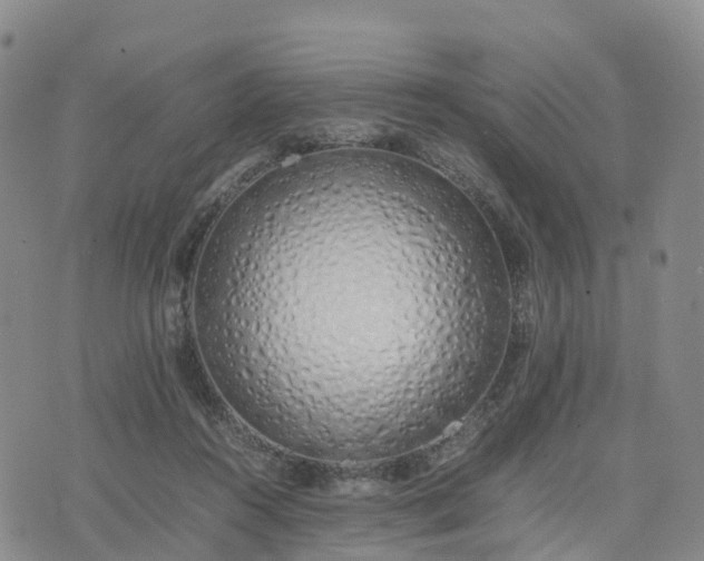 X0000074330360200609011608