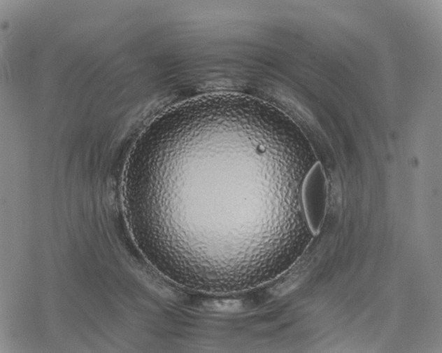 X0000074330361200609011608