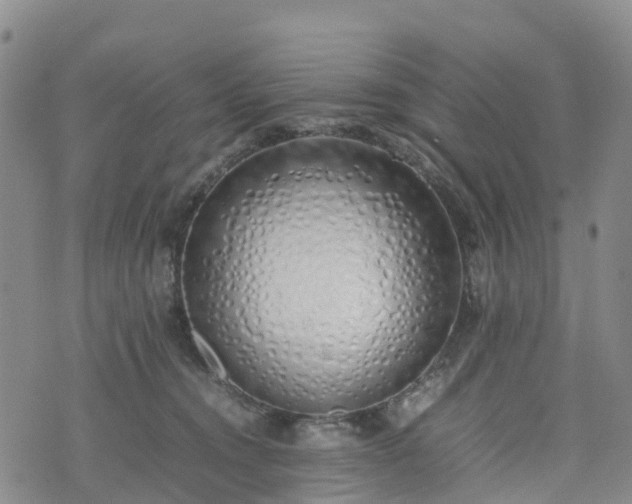 X0000074330372200609011609