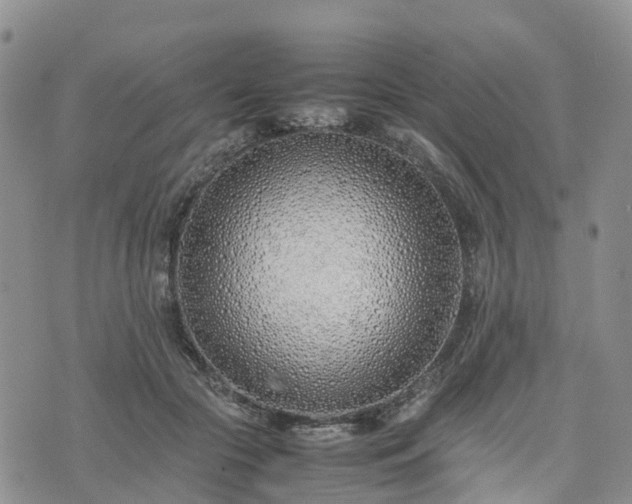 X0000074330553200609011605