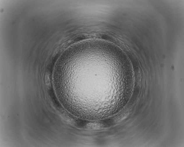 X0000074330699200609011603