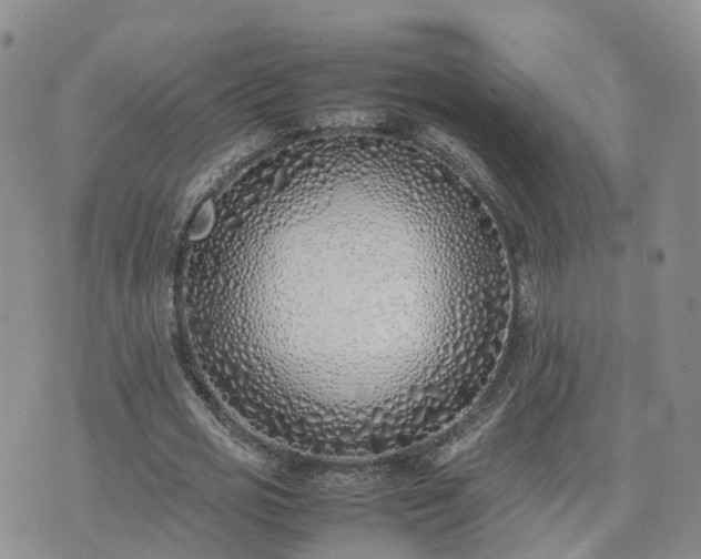 X0000074330725200609011602