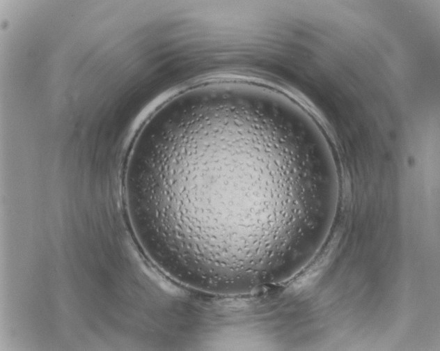 X0000074330862200609011601