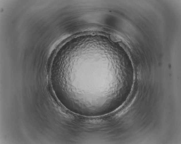 X0000074331117200609011556
