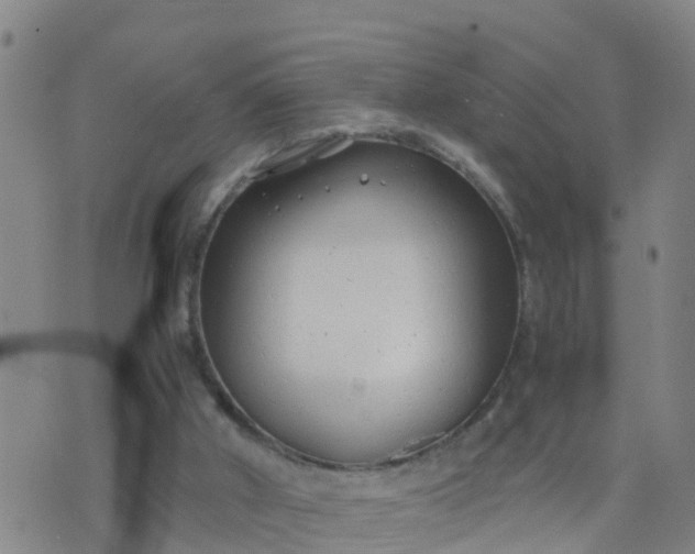 X0000074330010200609082043