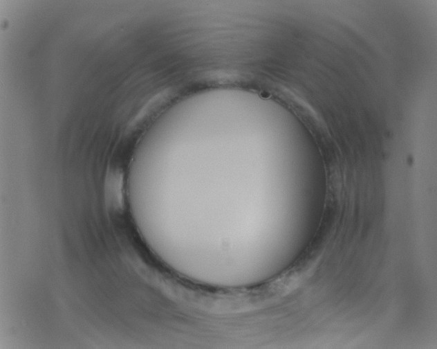 X0000074330024200609082043