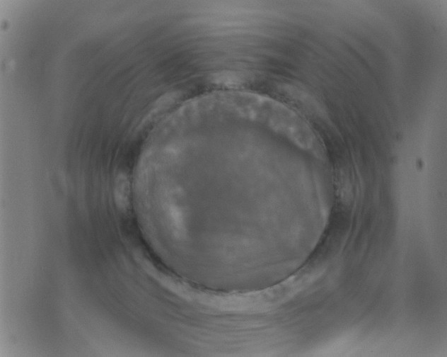 X0000074330036200609082043