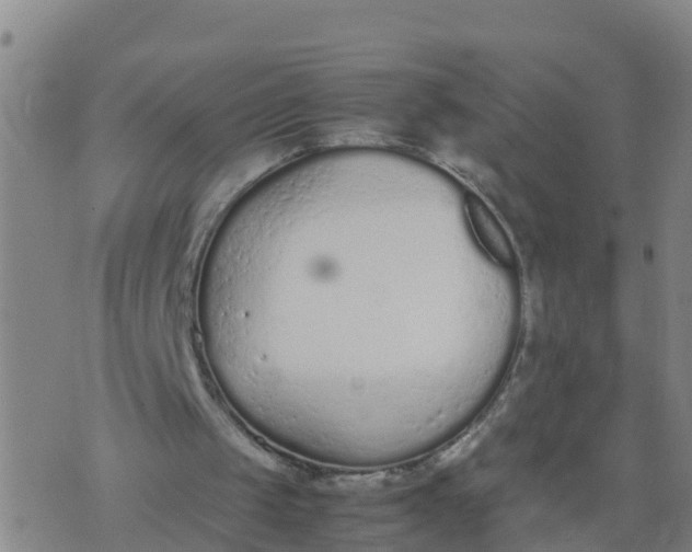 X0000074330049200609082042