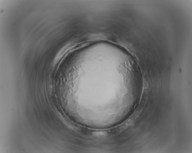 X0000074330053200609082042