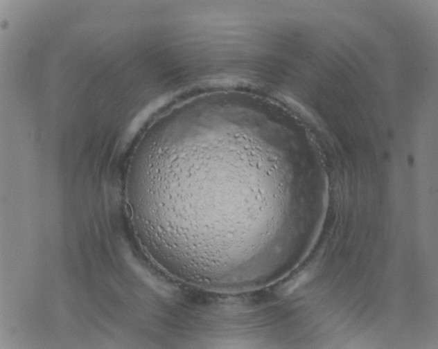 X0000074330064200609082042