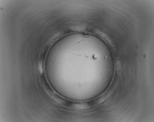 X0000074330069200609082042