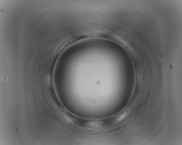 X0000074330117200609082042