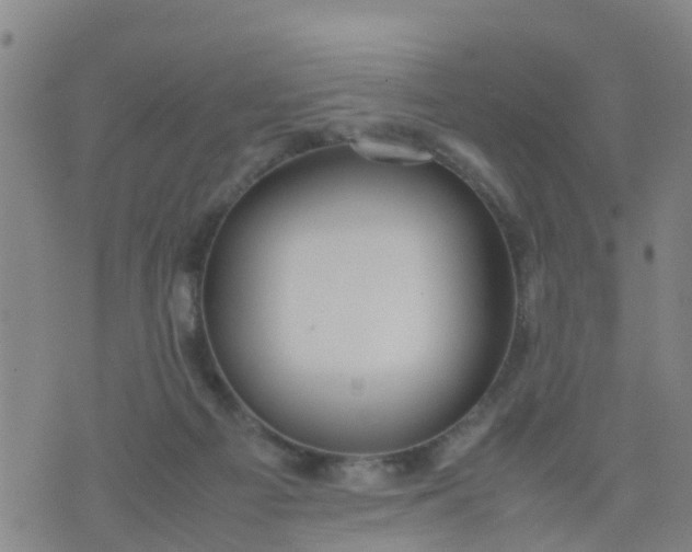 X0000074330121200609082042