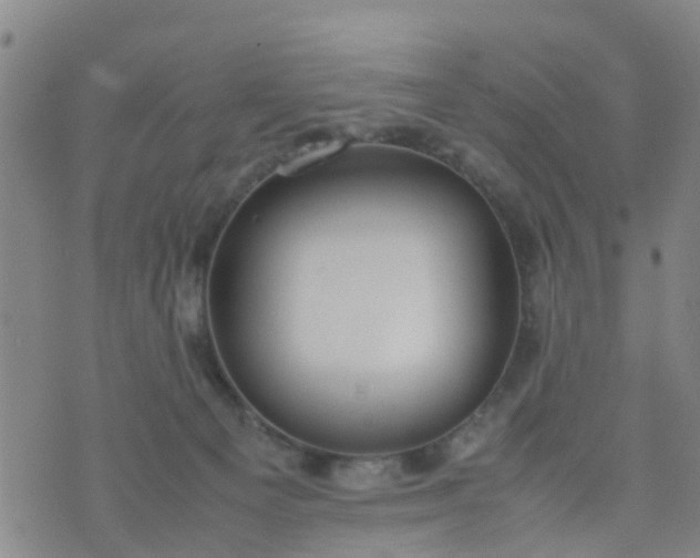 X0000074330129200609082042