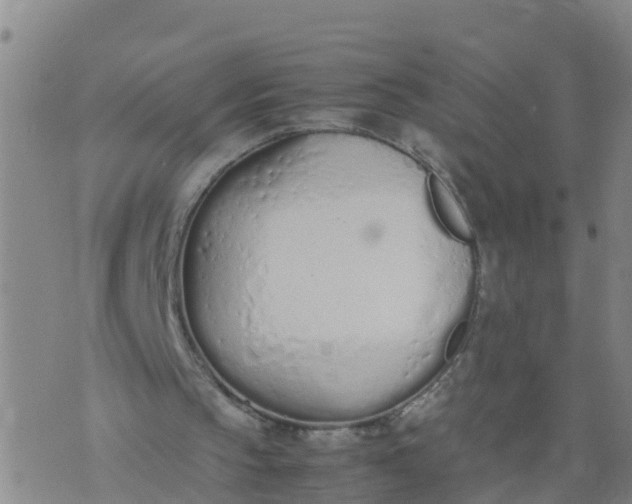 X0000074330145200609082041