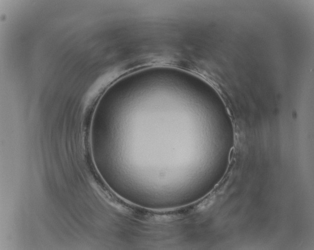 X0000074330149200609082041