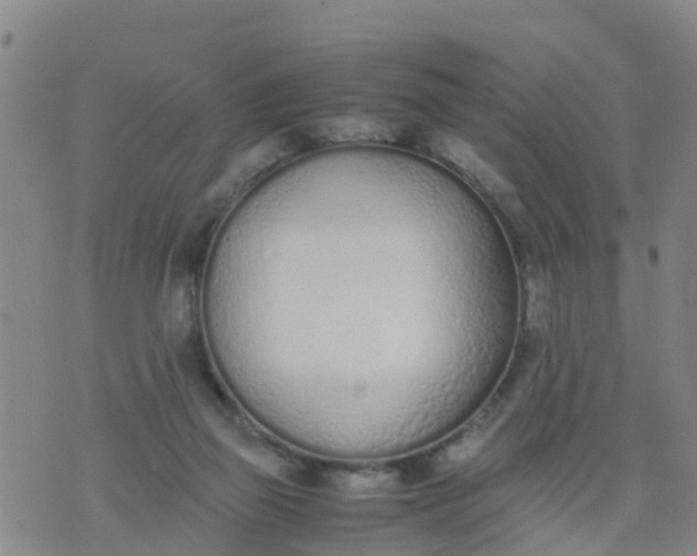 X0000074330165200609082041