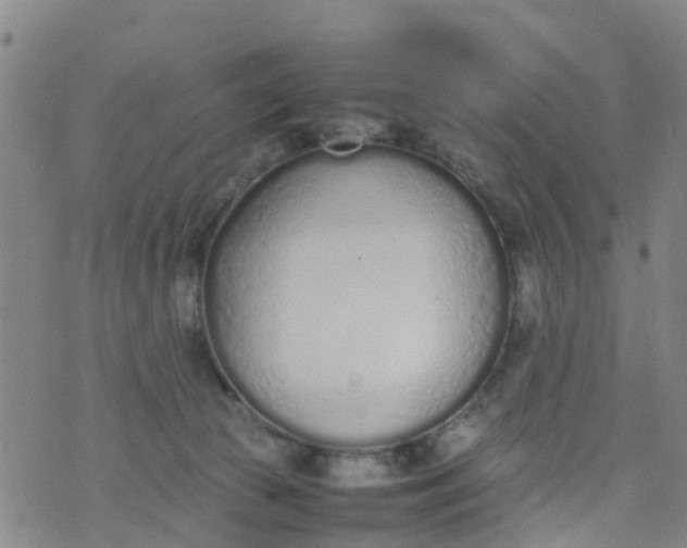 X0000074330177200609082041