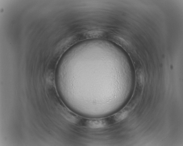 X0000074330181200609082041