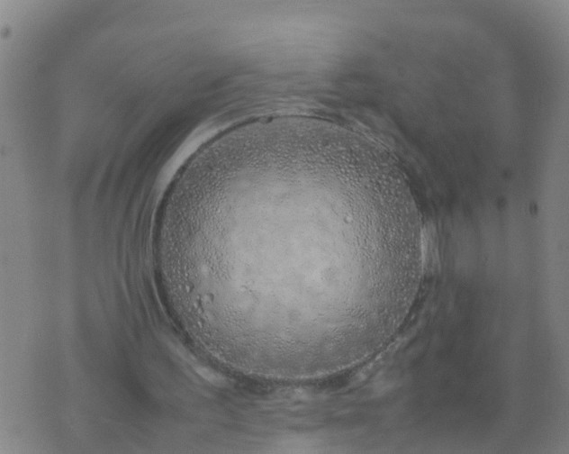 X0000074330195200609082041