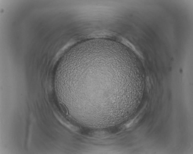 X0000074330203200609082040