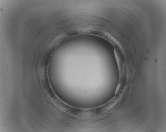 X0000074330209200609082040