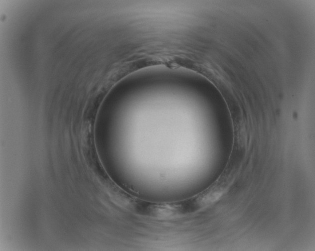 X0000074330229200609082040