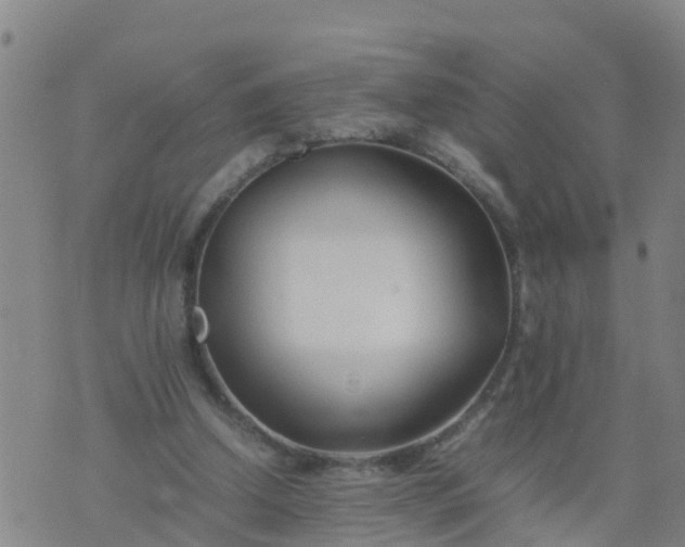 X0000074330250200609082039