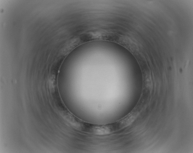 X0000074330275200609082040