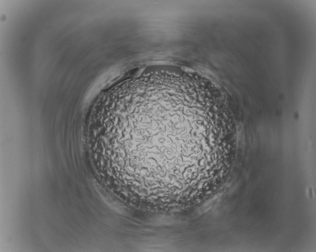 X0000074330293200609082039