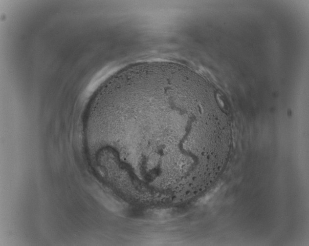 X0000074330295200609082039