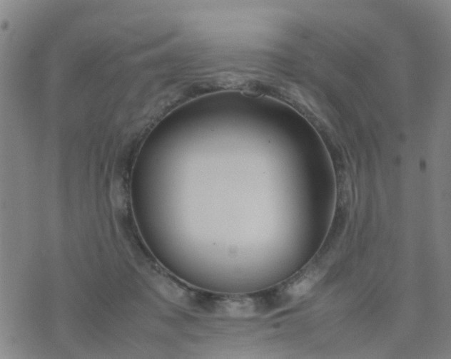 X0000074330317200609082039