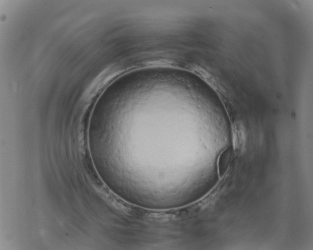 X0000074330339200609082037