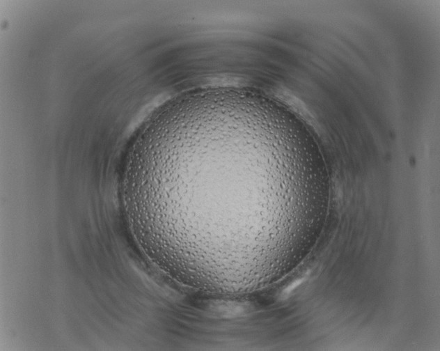 X0000074330347200609082038