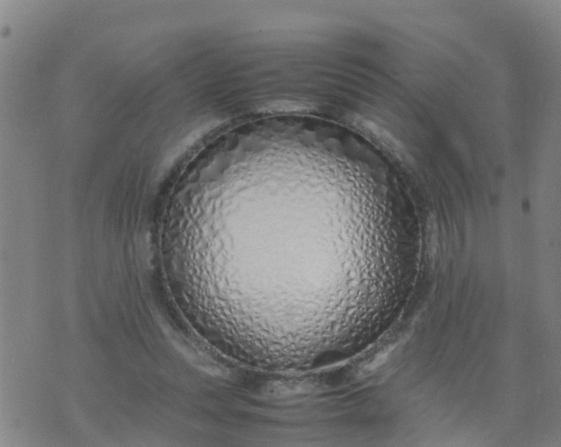 X0000074330351200609082038