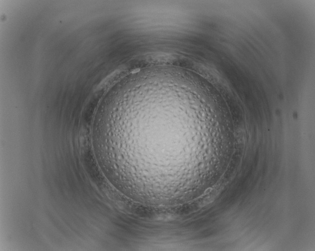 X0000074330360200609082038