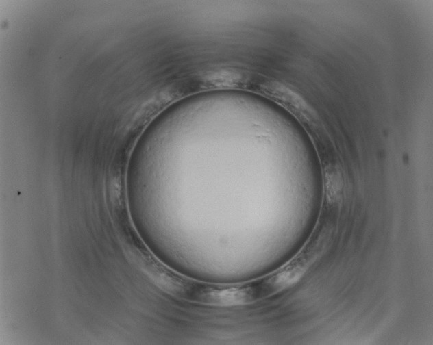 X0000074330365200609082038