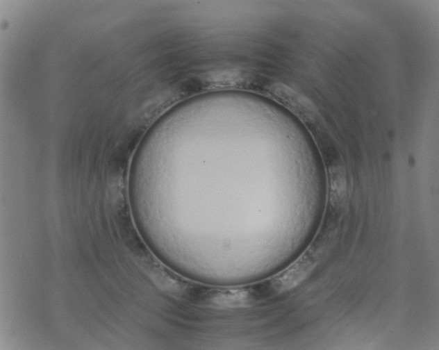 X0000074330369200609082038