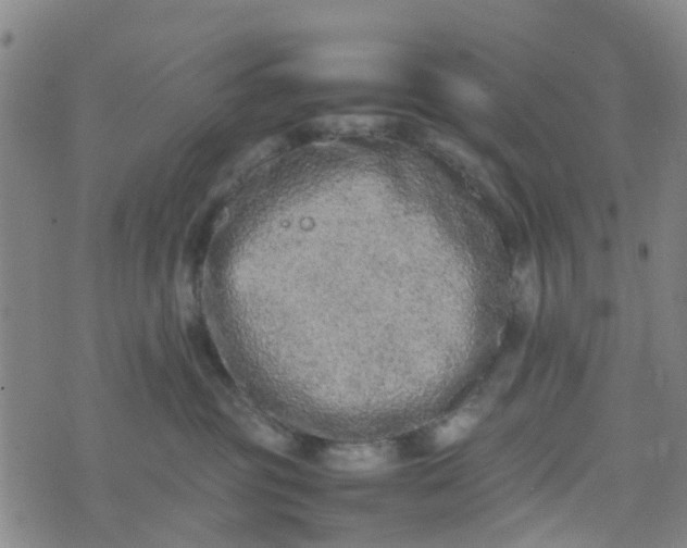 X0000074330381200609082038