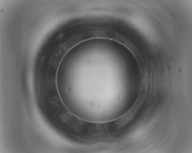 X0000074330383200609082038