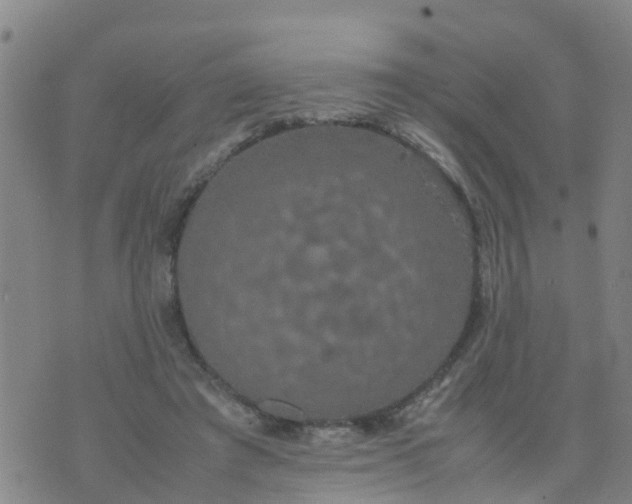 X0000074330401200609082037