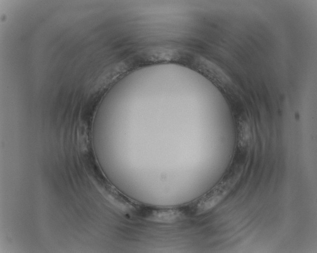 X0000074330414200609082037