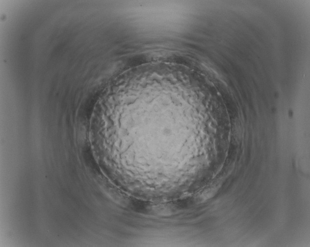 X0000074330417200609082037